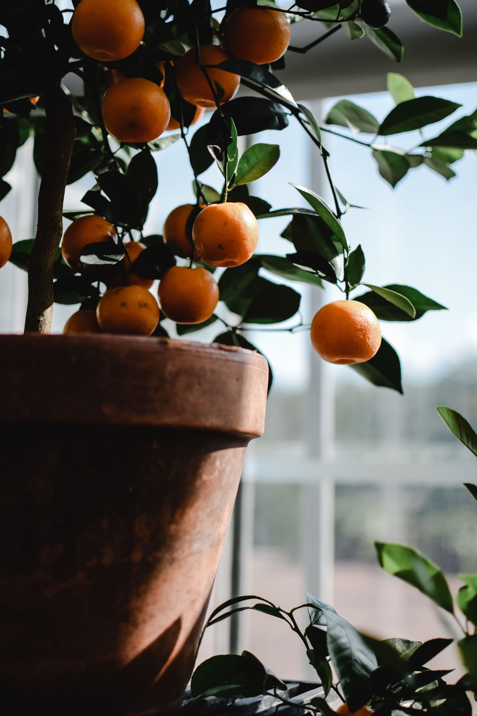 Citrus in Containers
