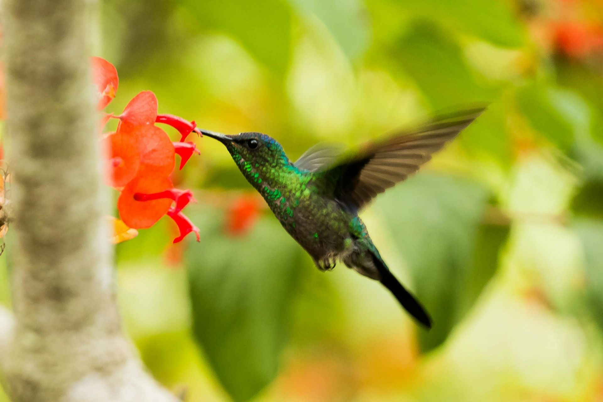 Hummingbird