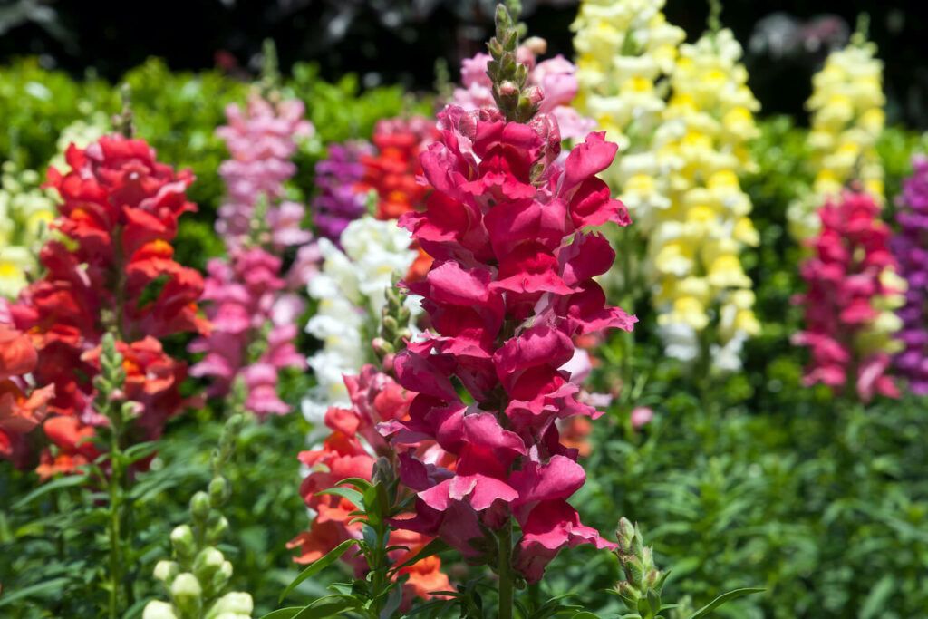 Plant Finder 