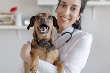 A Doctor Carrying A Happy Dog — Lumberton, NC — Baird's Animal Hospital A Doctor Carrying A Happy Dog — Lumberton, NC — Baird's Animal Hospital