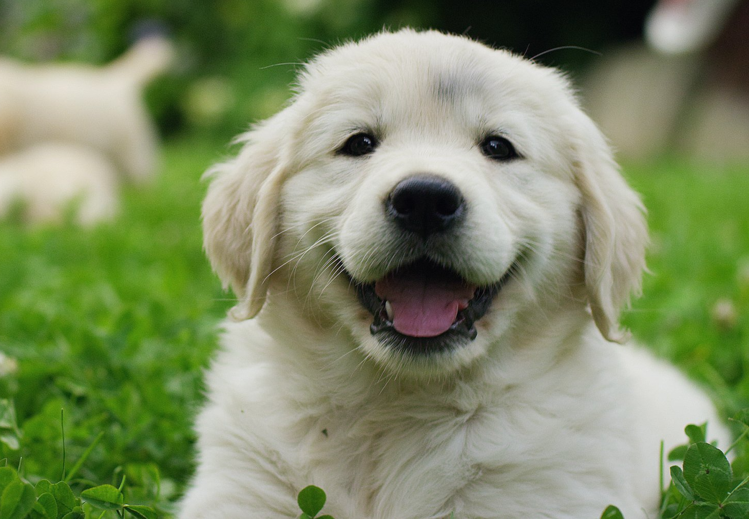 Puppies Golden Retriever breed with pedigree — Lumberton, NC — Baird's Animal Hospital