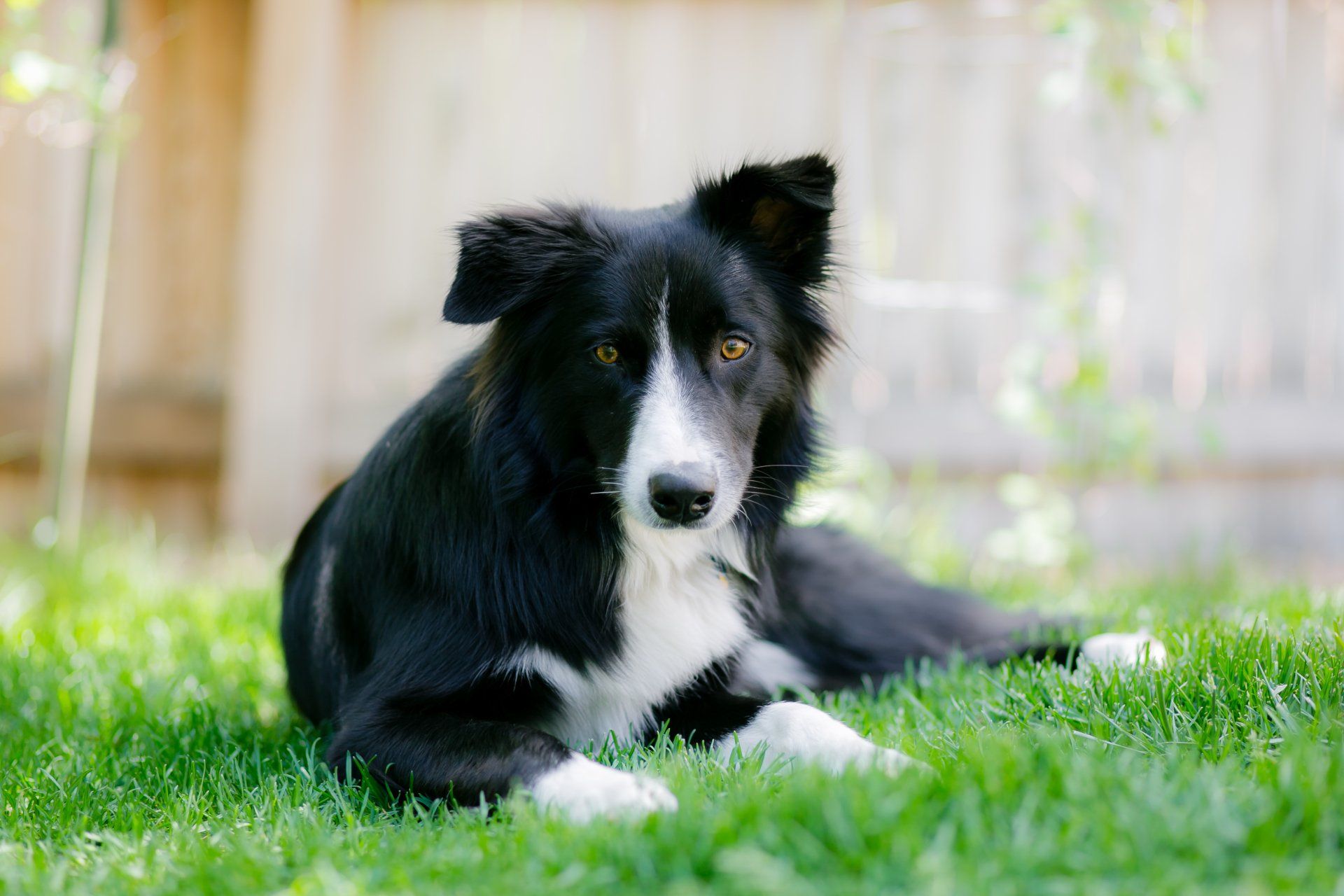 Soulful Dog Eyes — Lumberton, NC — Baird's Animal Hospital