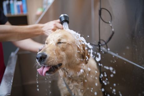 Dog Bath — Lumberton, NC — Baird's Animal Hospital Dog Bath — Lumberton, NC — Baird's Animal Hospital