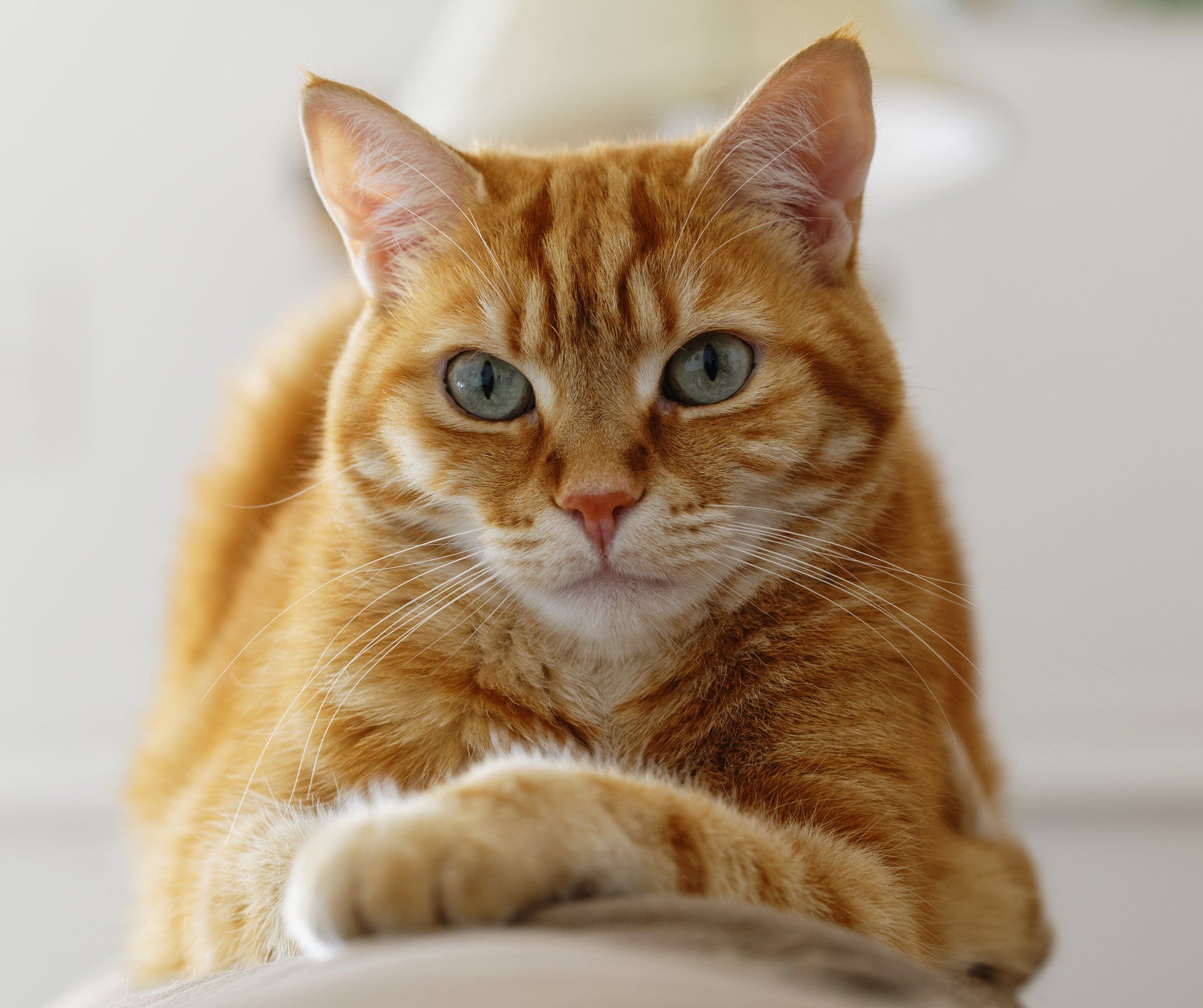 Ginger cat — Lumberton, NC — Baird's Animal Hospital