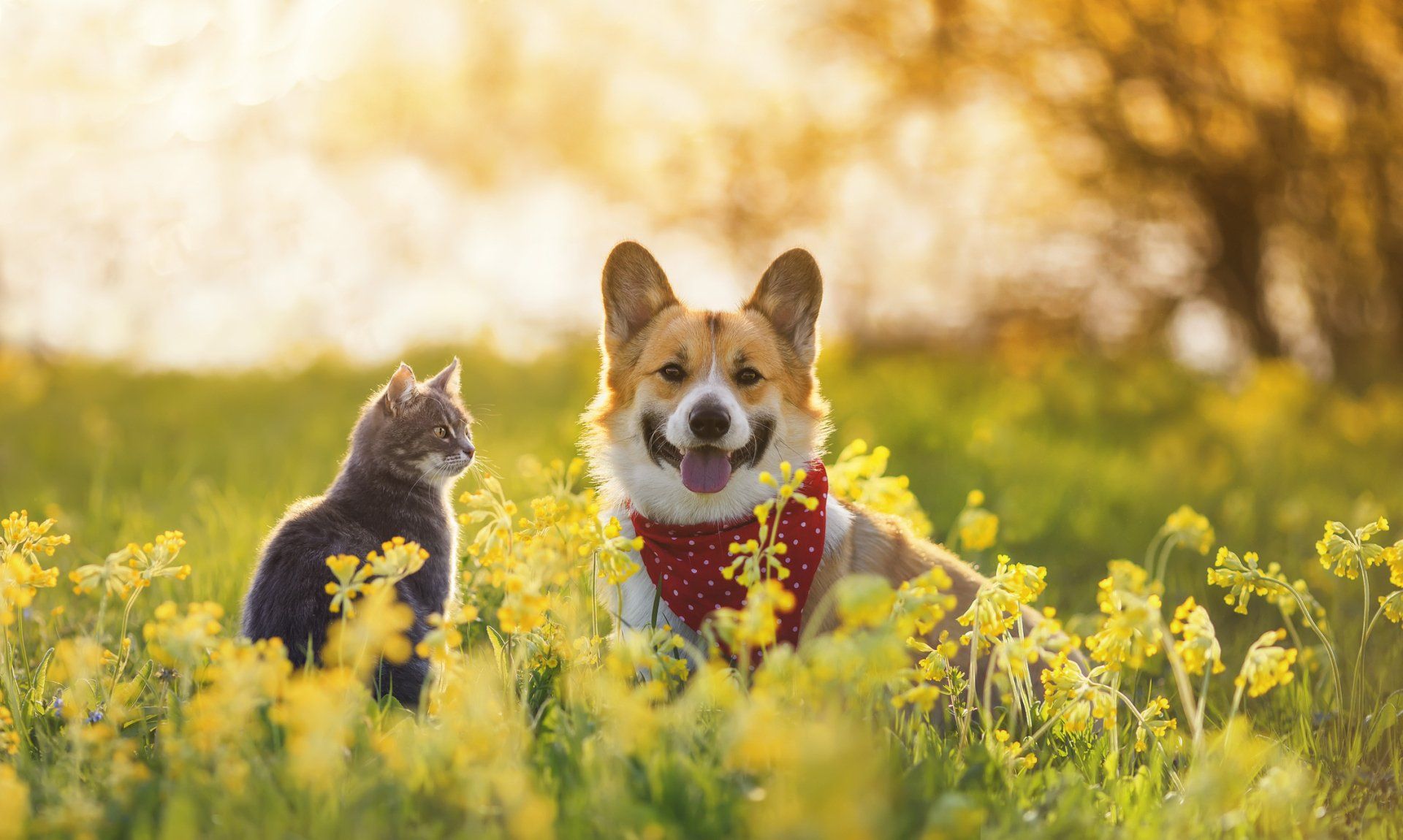 A tabby cat sit together — Lumberton, NC — Baird's Animal Hospital