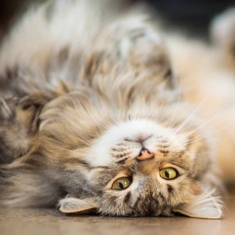 Playful maine coon cat indoors — Lumberton, NC — Baird's Animal Hospital