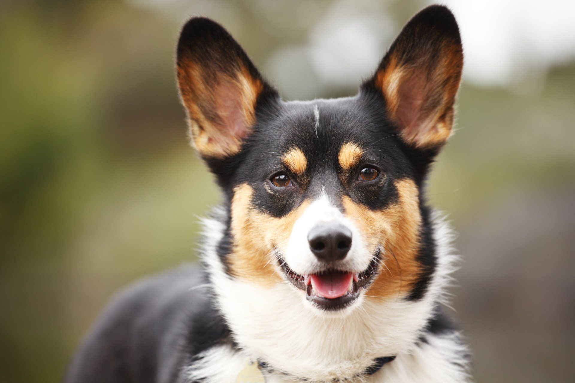 Close-up of Pembroke Welsh Corgi — Lumberton, NC — Baird's Animal Hospital