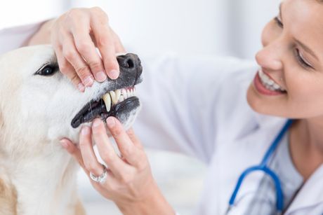 Dog Dental — Lumberton, NC — Baird's Animal Hospital Dog Dental — Lumberton, NC — Baird's Animal Hospital