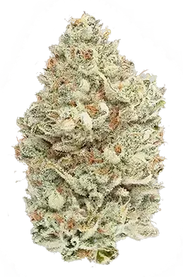 Close-up of a frosty cannabis bud with green and orange tones on a white background