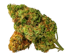 Close-up of green cannabis buds with orange hairs on a white background