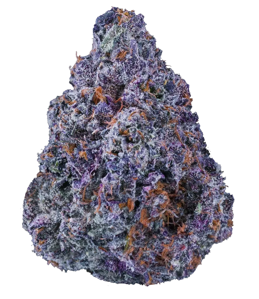 Purple cannabis bud with orange hairs on a white background