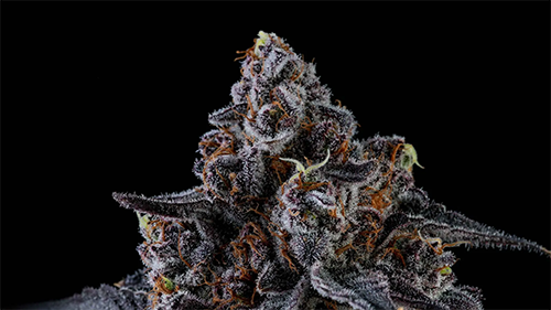 Close-up of a purple cannabis bud with orange hairs on a black background