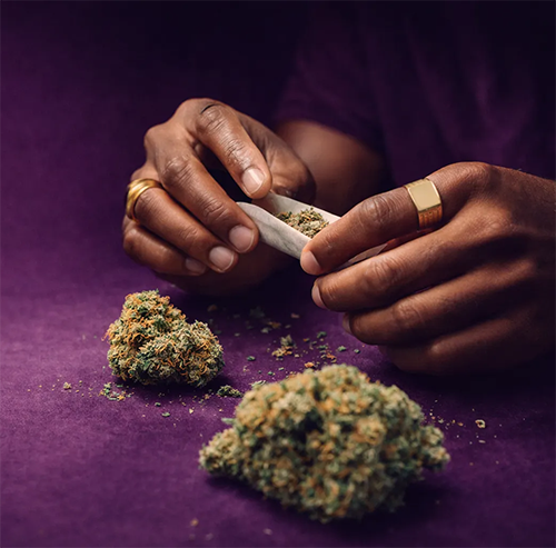 Hands rolling a cannabis joint on a purple surface with two buds nearby.