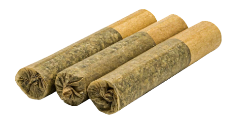 Three rolled cigarillos with tan tips on a white background
