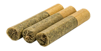 Three rolled cigarillos with tan tips on a white background