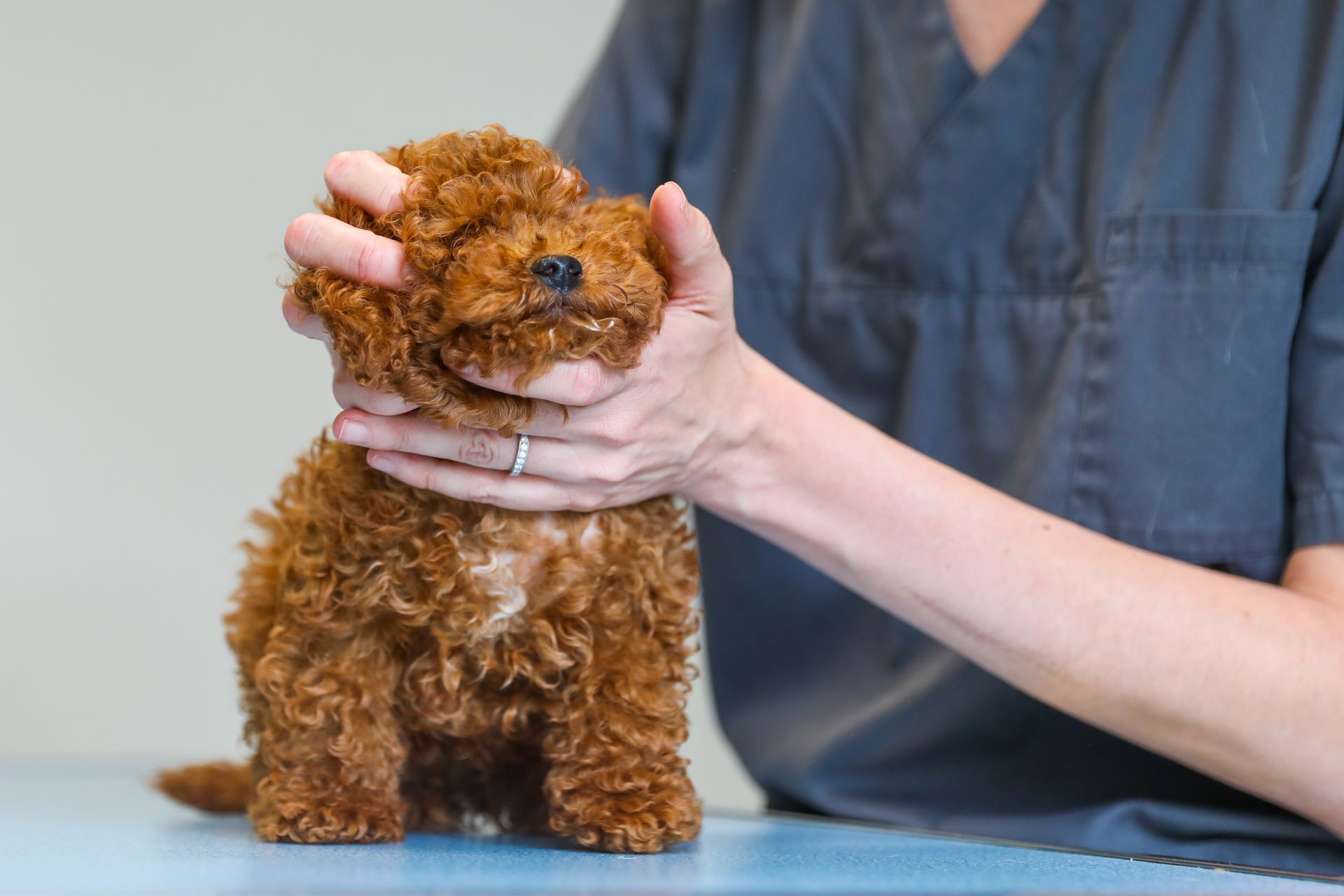 Une personne tient dans ses mains un petit chien brun.