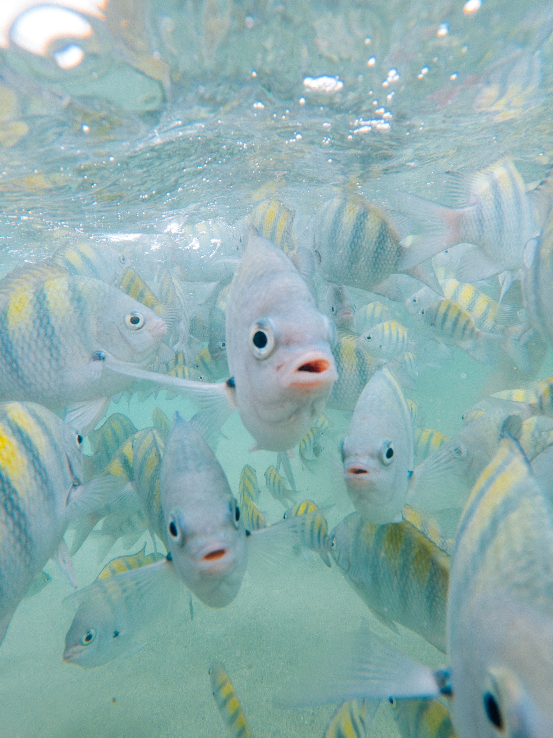Fotografia subaquática de um cardume de peixes sargentinhos (amarelos com listras pretas) nadando em águas claras e rasas.