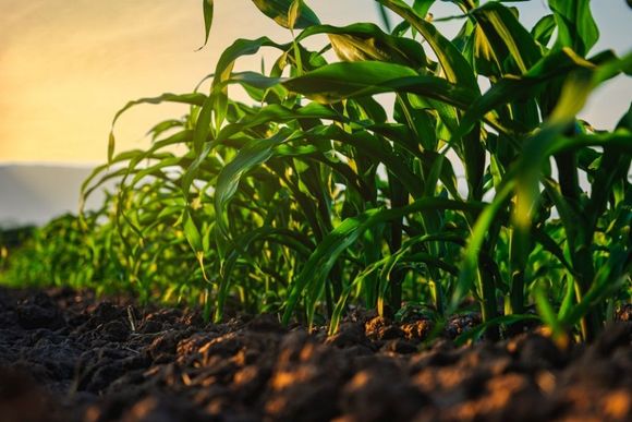 corn seedling in the agricultural plantation