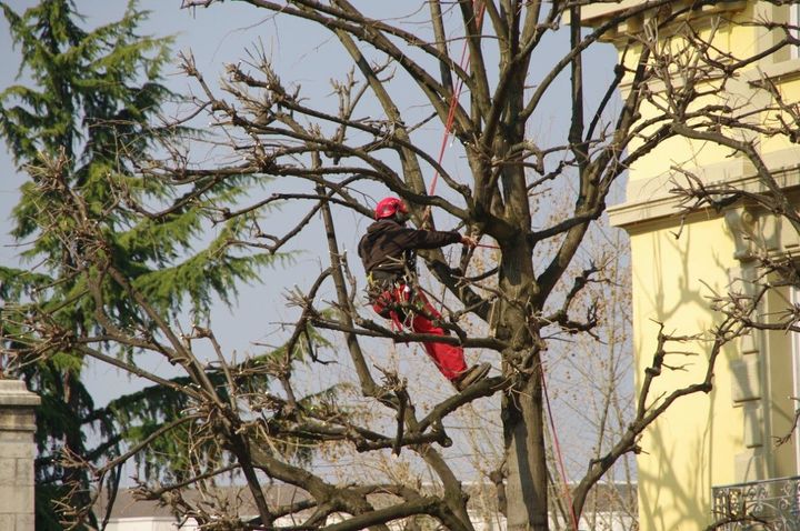 A man is climbing a tree in front of a building.
