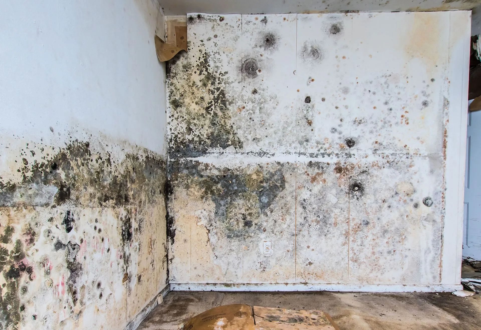 An interior corner of a room with extensive black mold covering the white walls and baseboards.