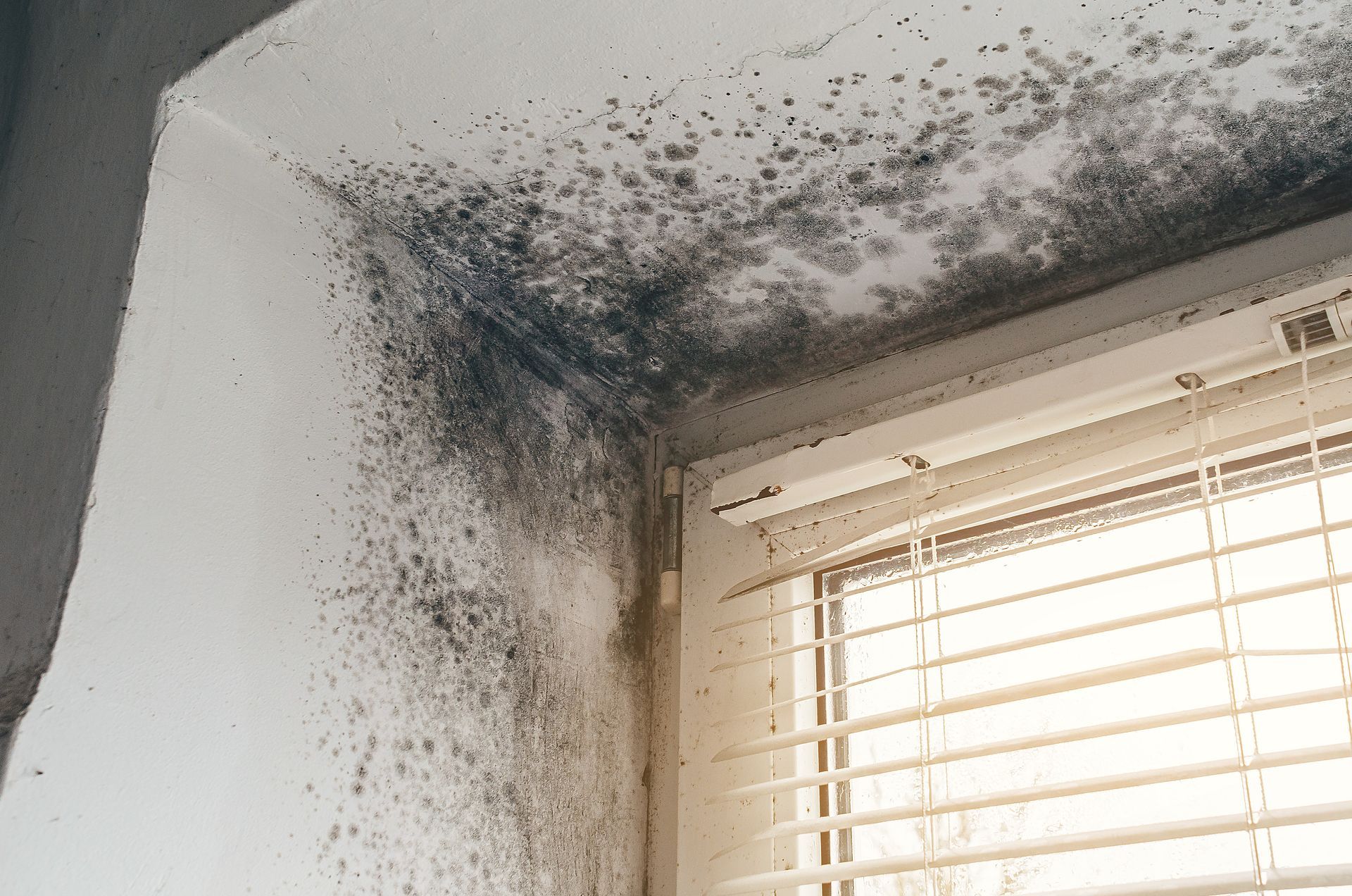 Extensive black mold growth covering the corner of a white wall and ceiling near a window with closed blinds.