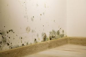 A light-colored wall with dark, circular mold patches concentrated near the floor and baseboard.