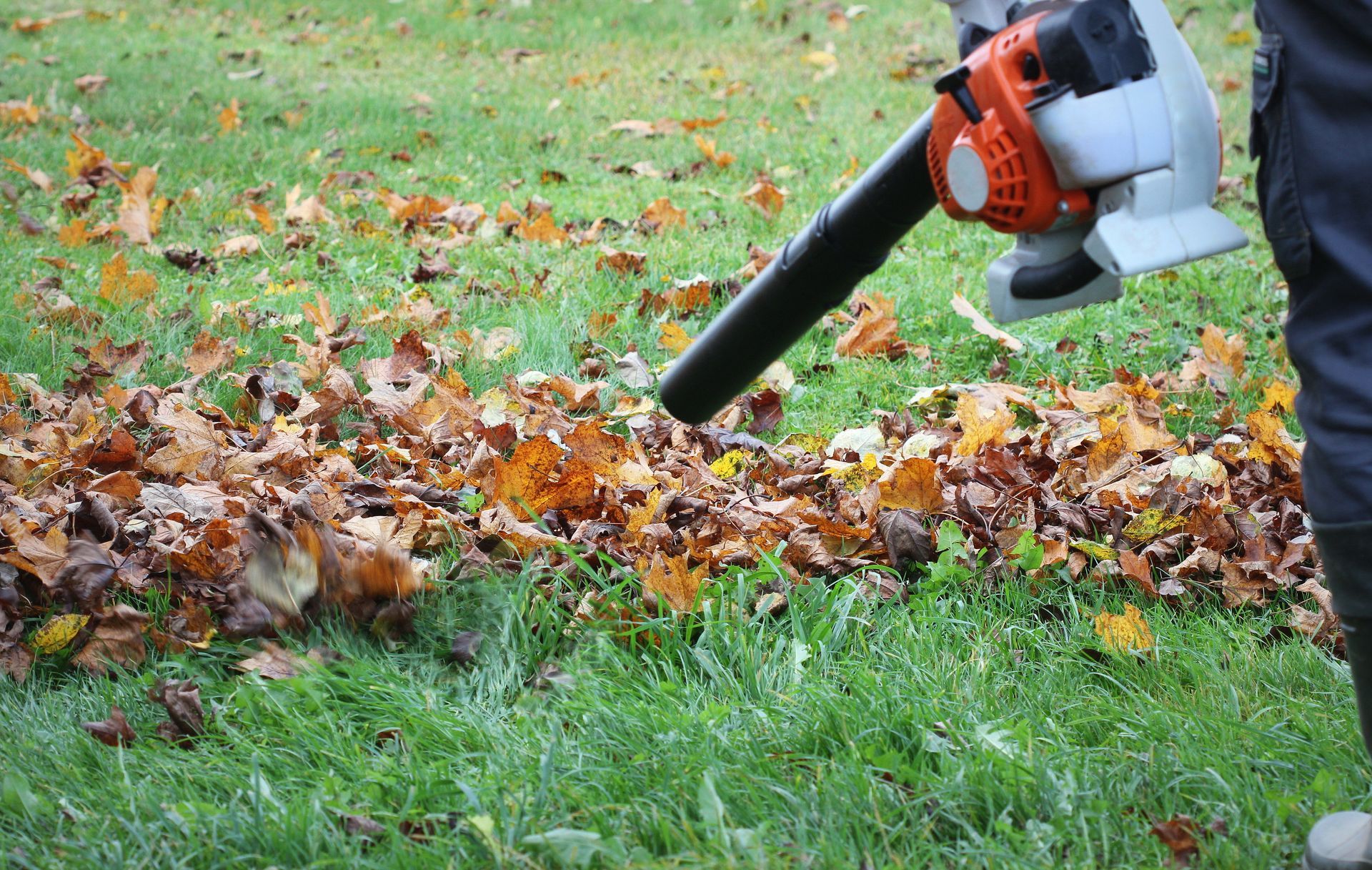 A person uses an orange and gray leaf blower to clear brown, fallen leaves from a green grass lawn.