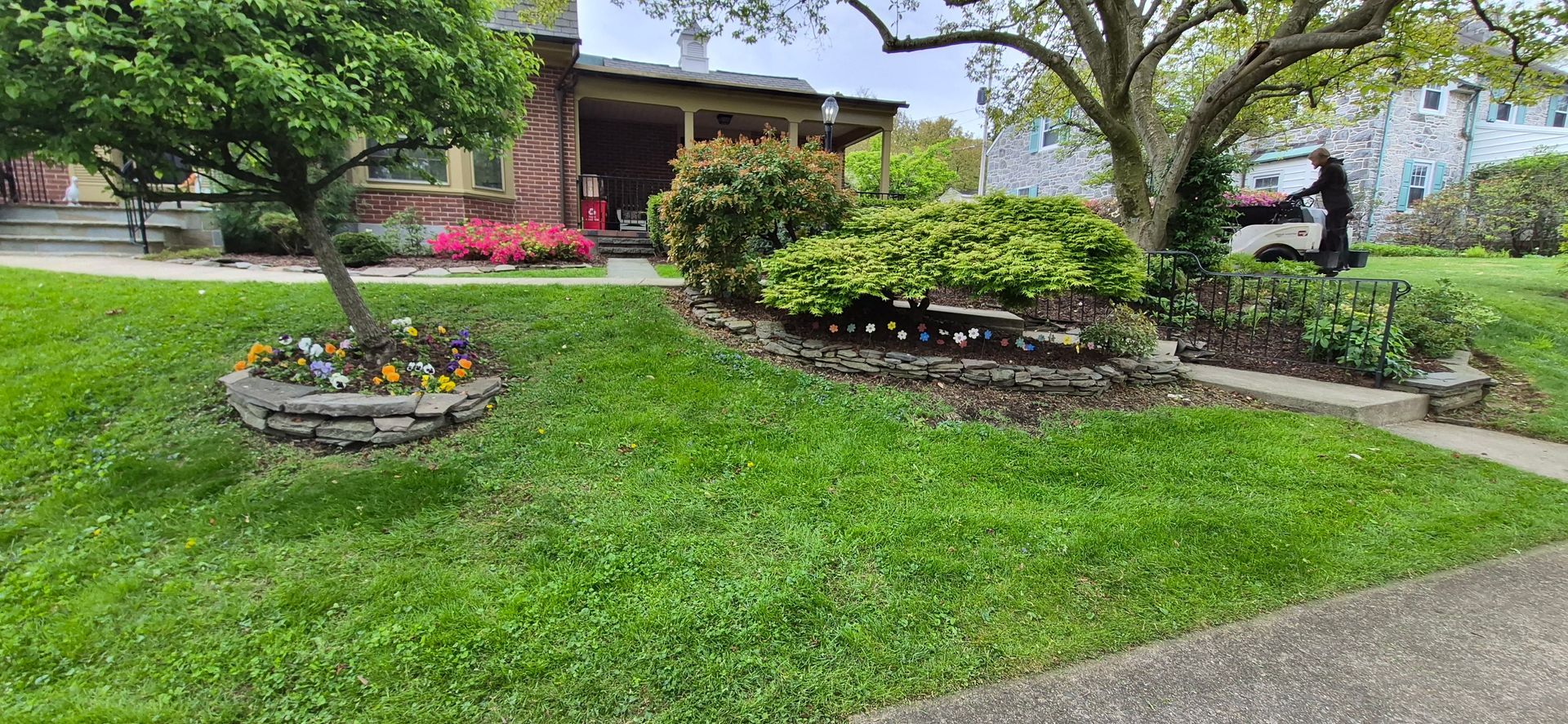 A row of spherical green shrubs planted in a garden bed lined with wood mulch and edged with black plastic.