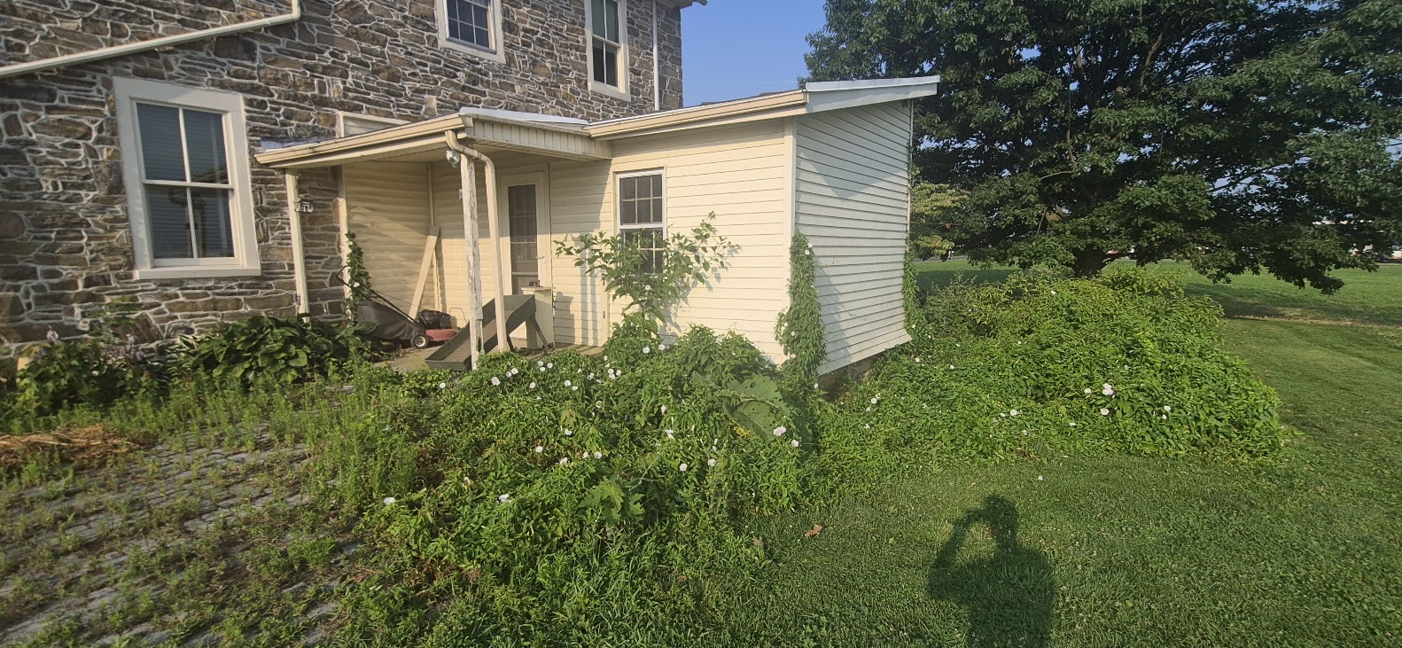 Overgrown front yard with bushes blocking a small house entrance under soft evening light