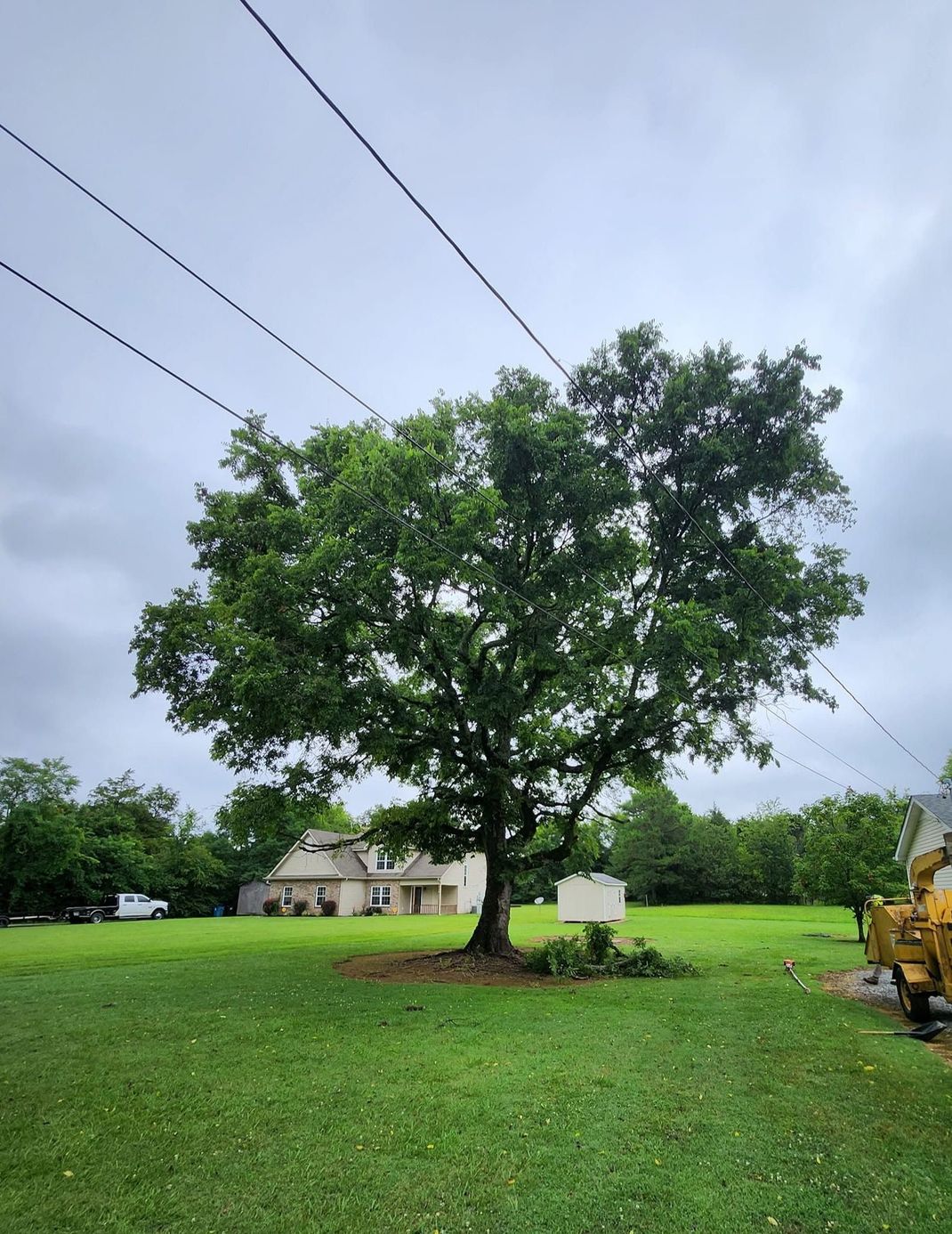 Large green tree in a grassy field with a house in the background and power lines overhead.