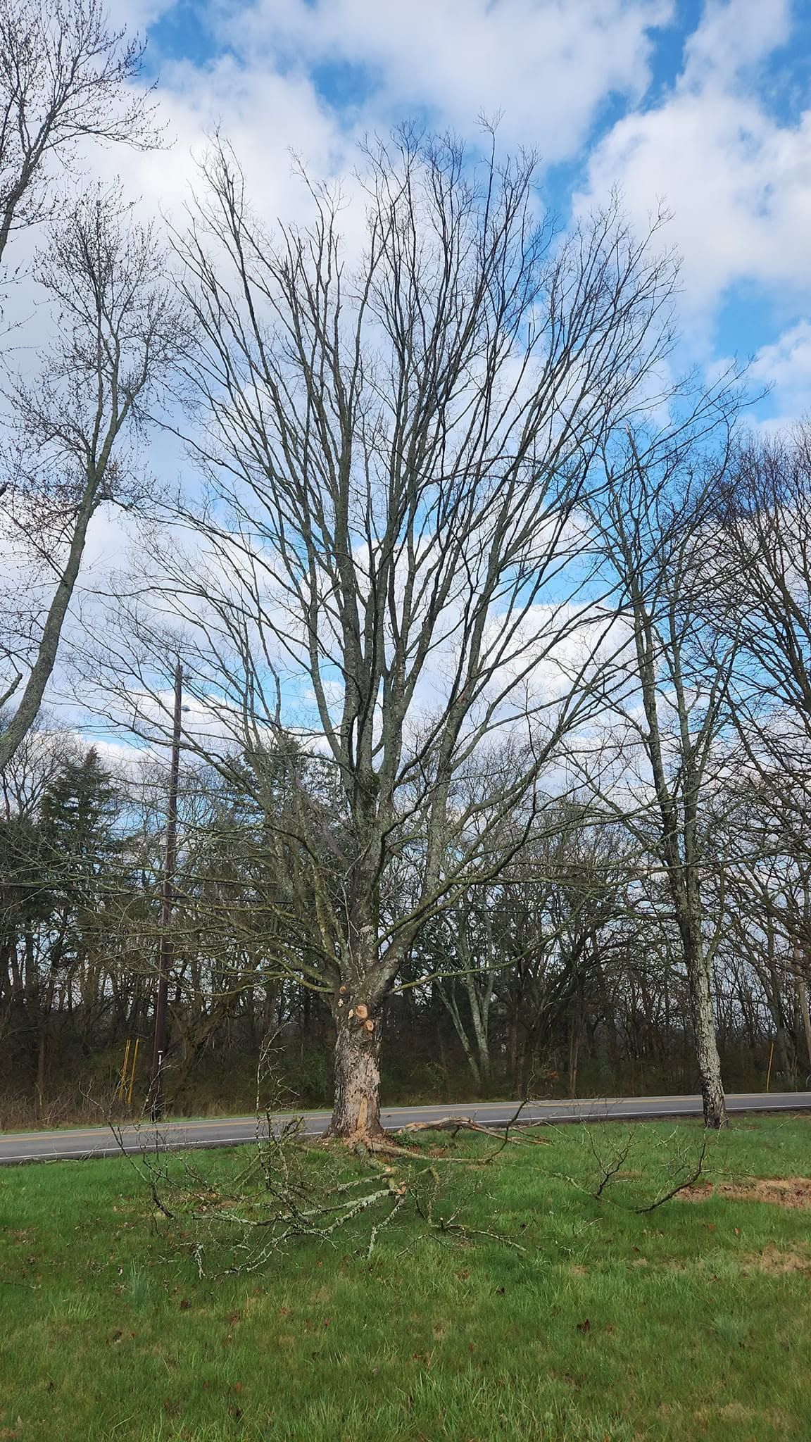 Bare tree beside a road, with green grass and a cloudy blue sky.