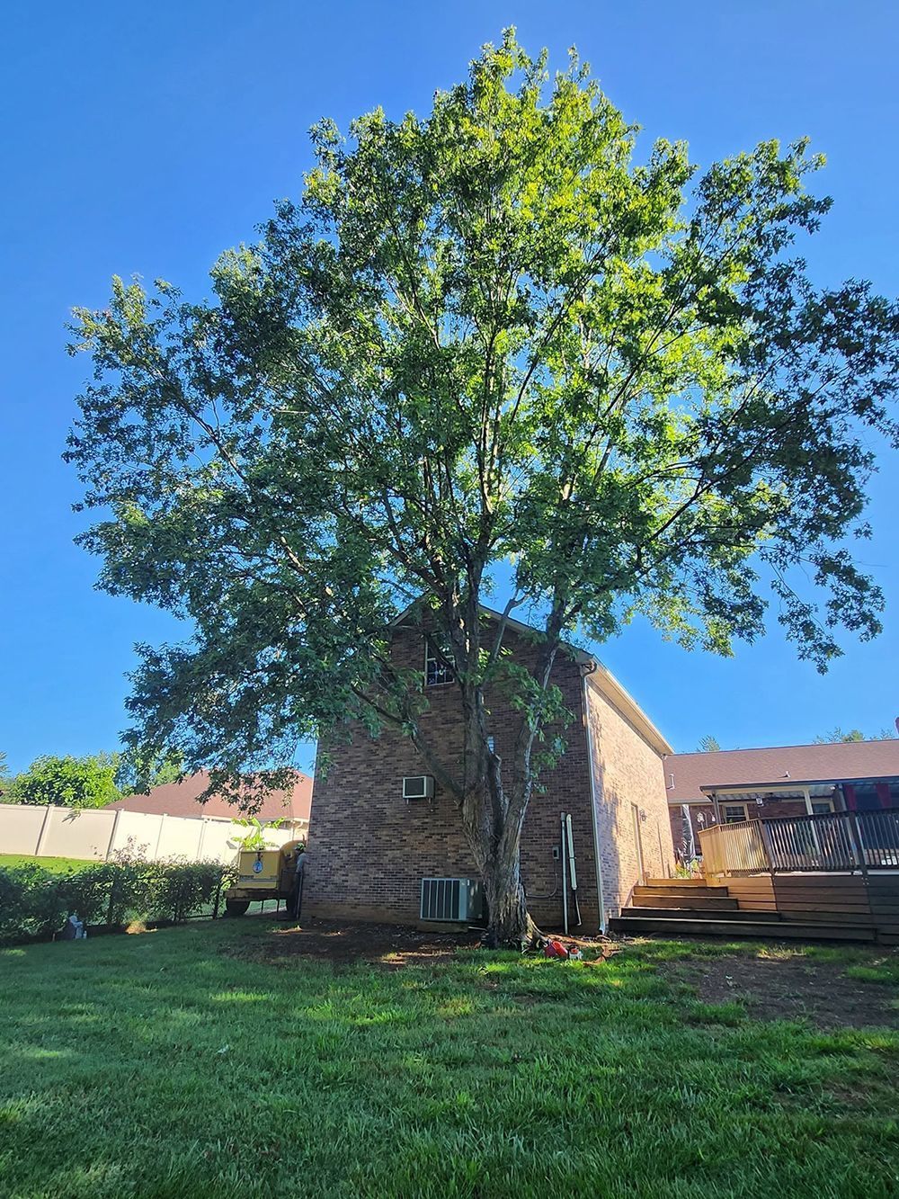 Large tree beside a brick house with a green lawn under a clear blue sky