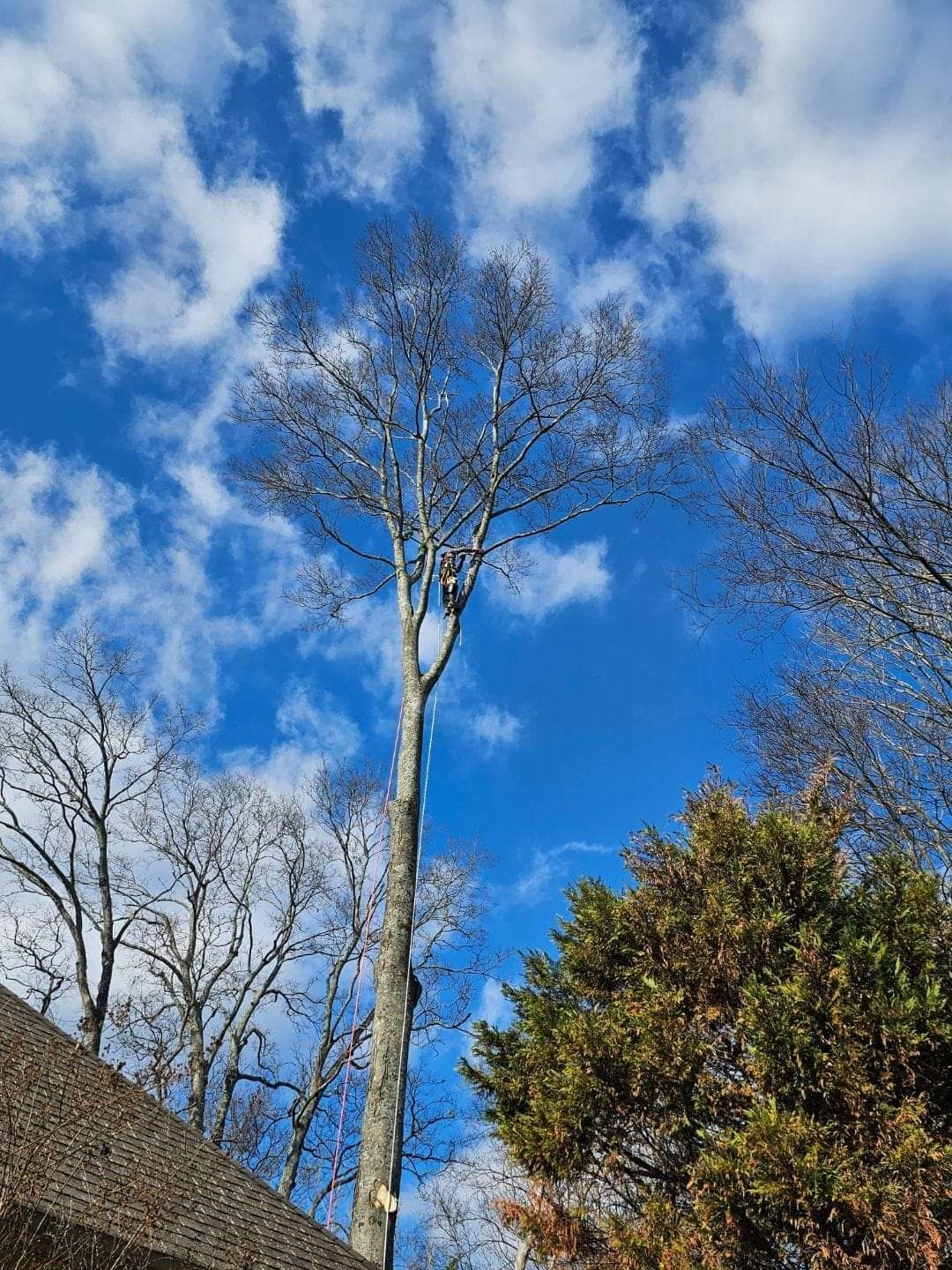 Bare winter trees against a bright blue sky with clouds and a roof edge below