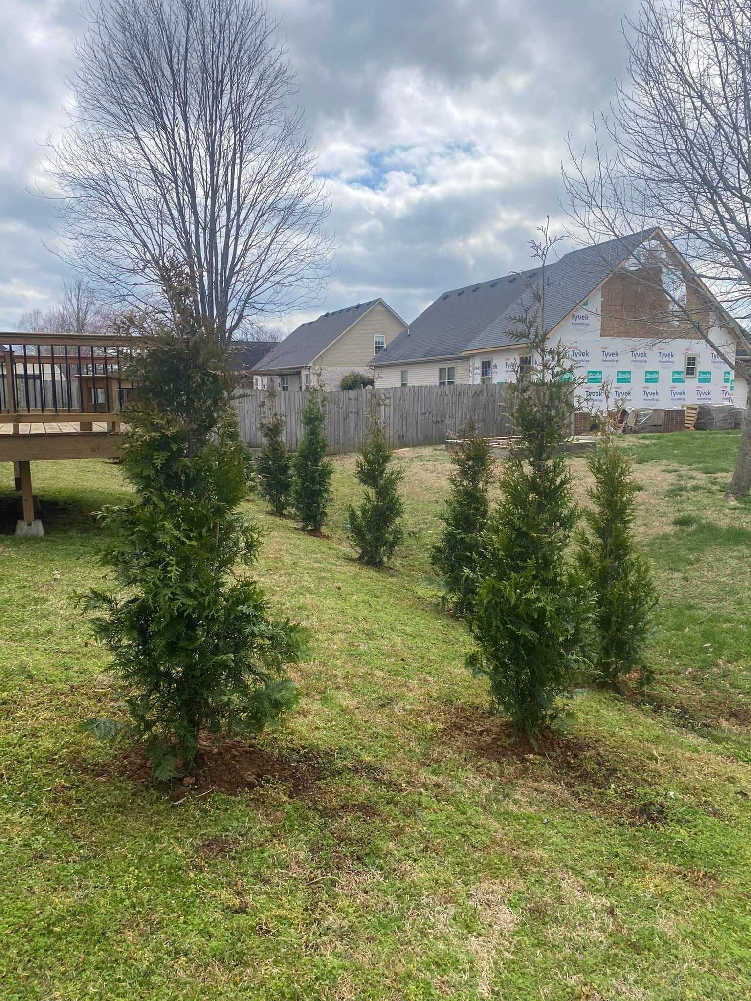 Young shrubs in a grassy yard with a wooden deck, houses, mountains, and cloudy sky behind them