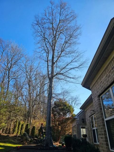 Tall leafless tree beside a brick house and lawn under a clear blue sky
