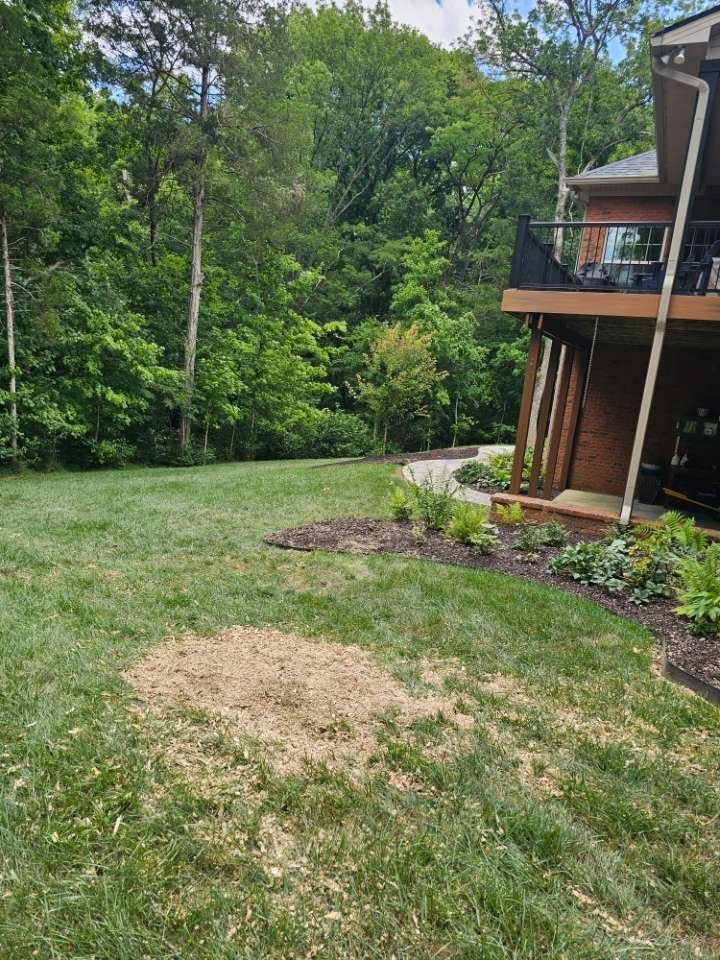 Backyard lawn with a bare patch, trees in the background, and part of a wooden deck on the right
