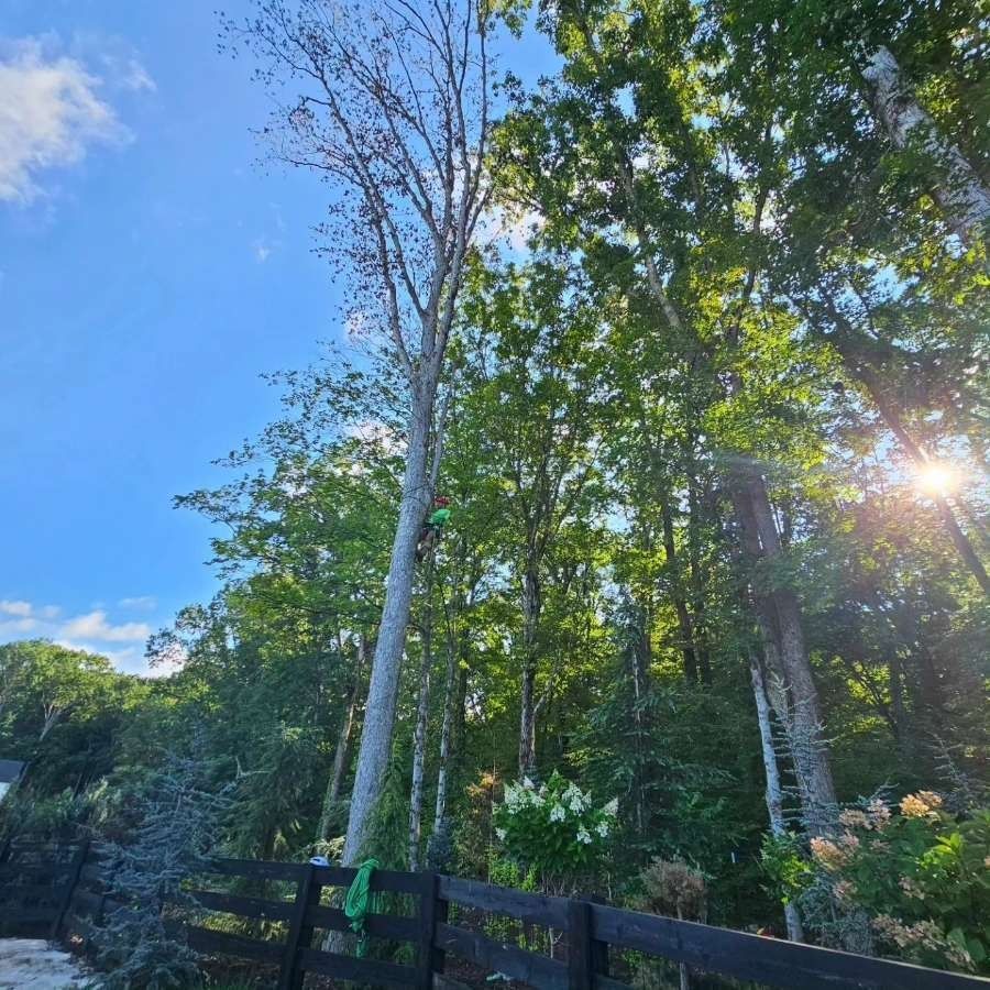 Sunlit forest with tall trees and a black wooden fence under a blue sky