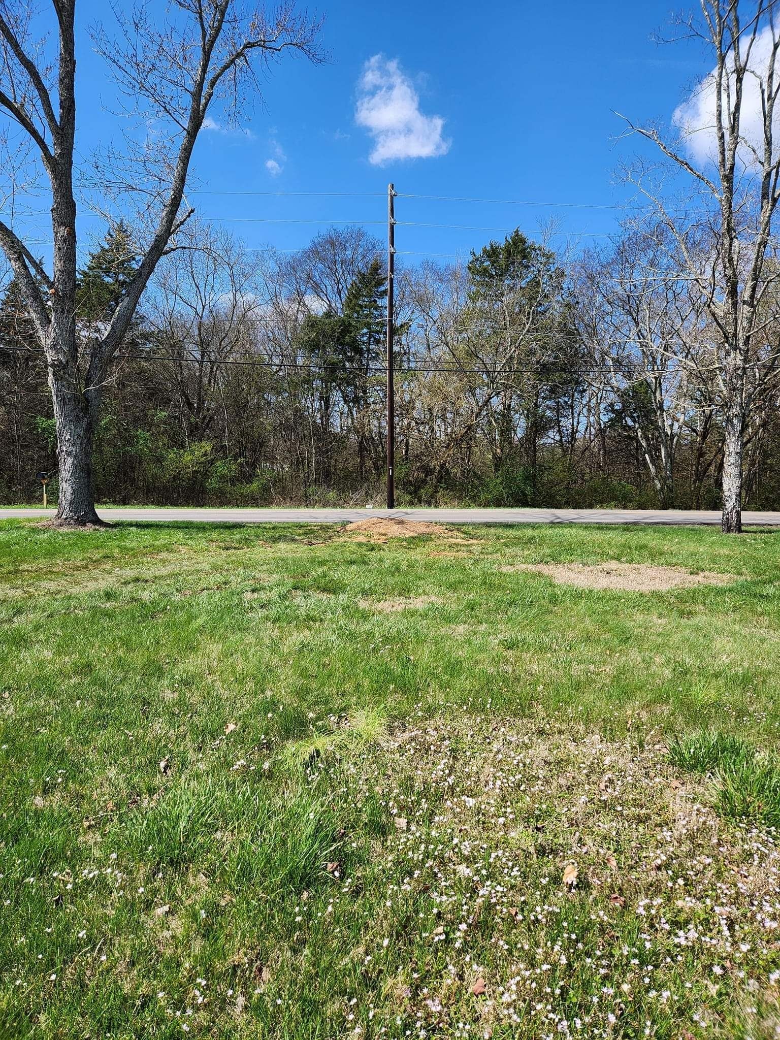 Grassy park with leafless trees under a bright blue sky on a sunny day