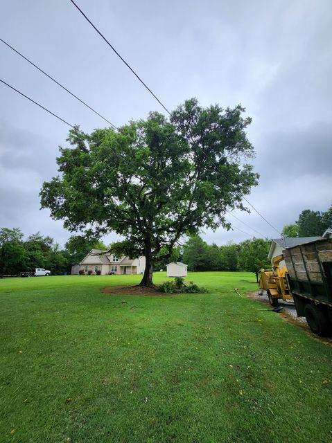 Large tree in a grassy yard with cloudy sky, power lines, and a dumpster at right.