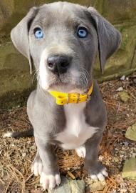 Blue-eyed gray puppy with a yellow collar sitting outdoors on gravel, looking up at the camera
