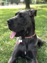 Black dog with pink collar lying on grass, panting with tongue out.