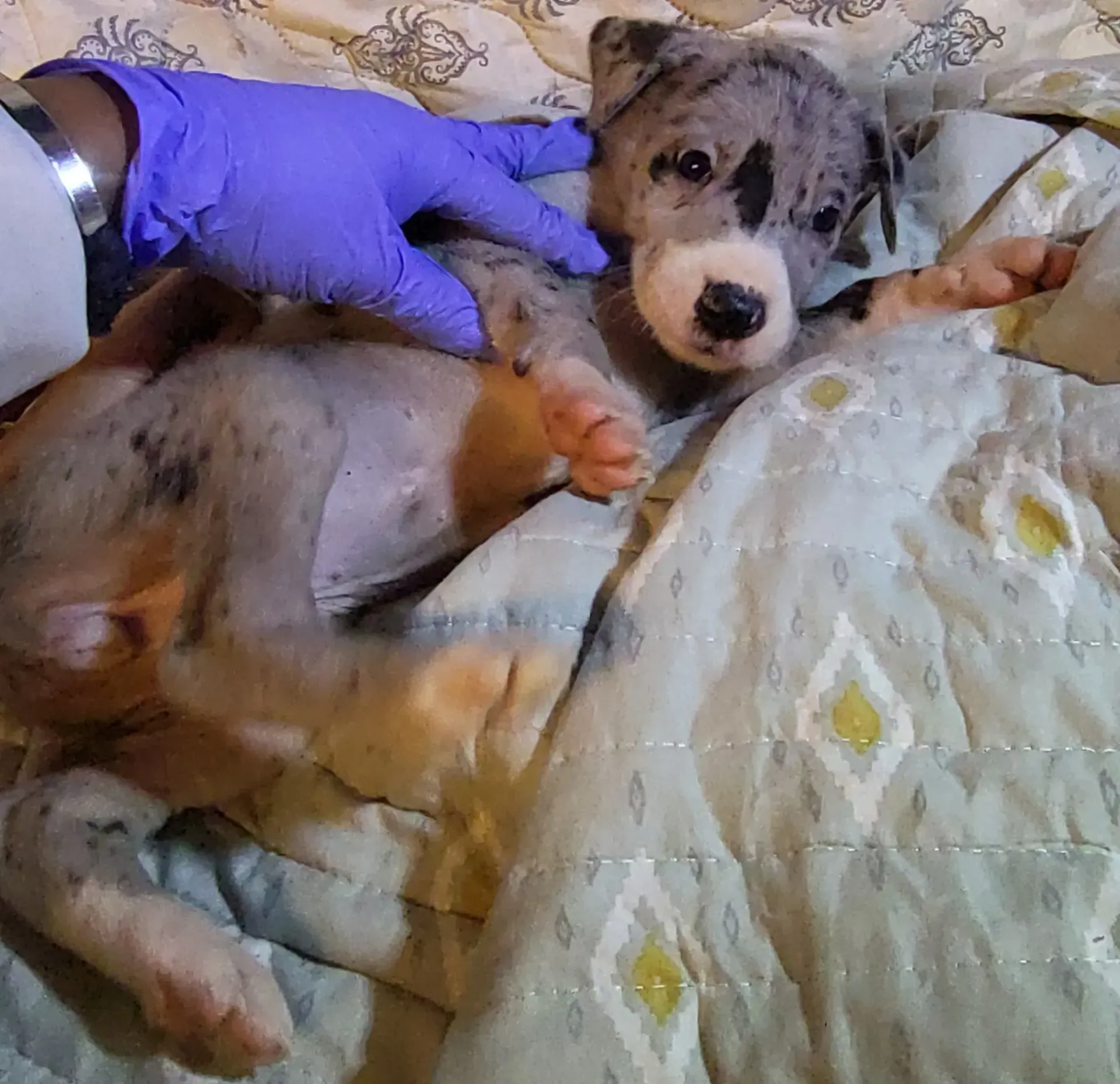 Gloved hand holding a small gray-and-white puppy on a patterned bed