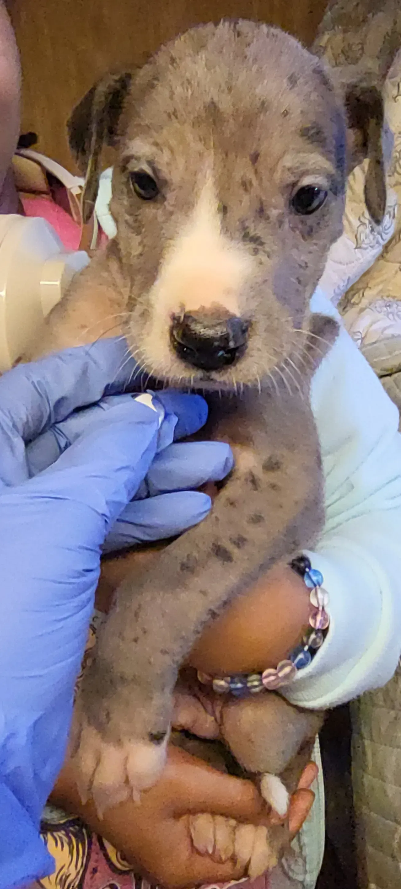 Small spotted puppy being gently held by gloved hands indoors