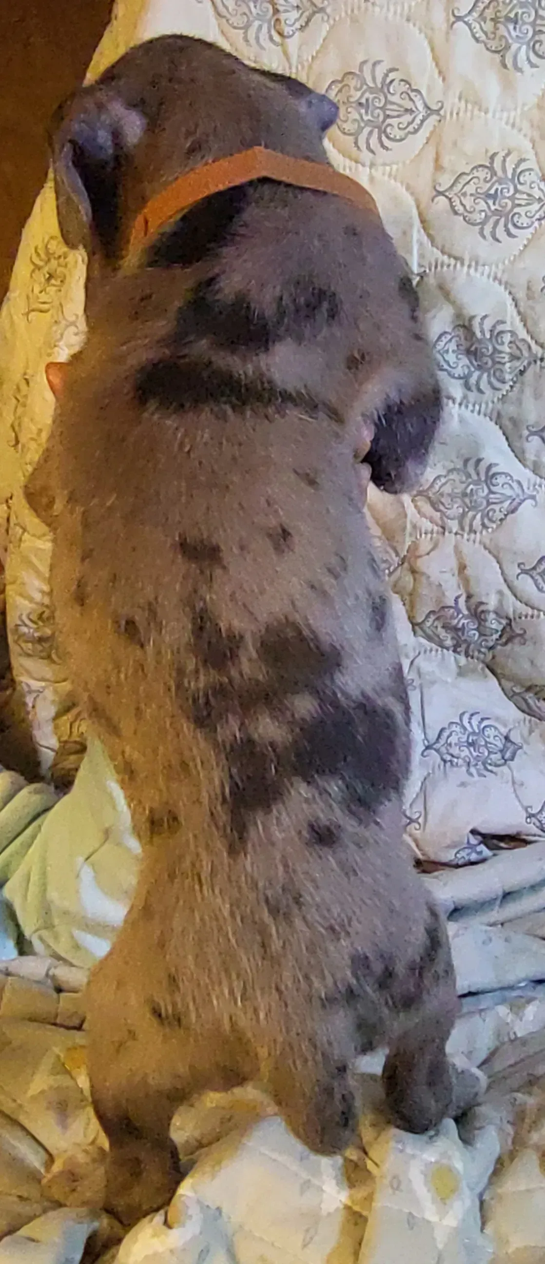Brown-and-black dog sitting upright on a patterned cushion, wearing an orange collar.