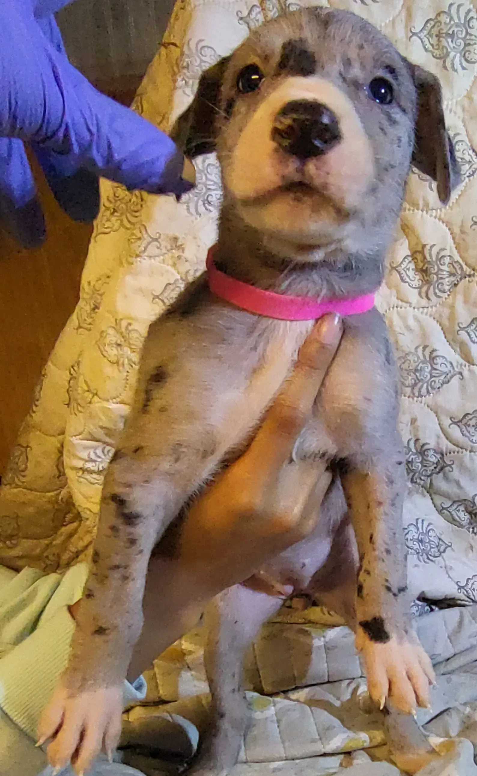 Puppy standing on a patterned blanket, wearing a pink collar, with a gloved hand beside it.