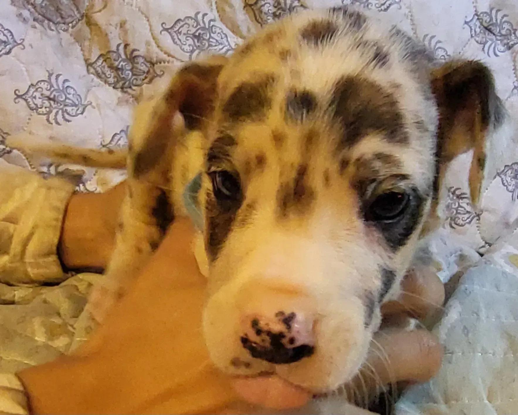 Close-up of a spotted puppy being gently held against a patterned blanket.