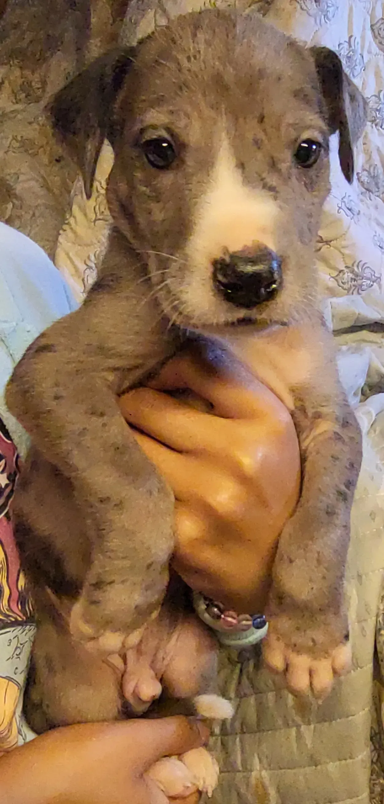 Small brown puppy being held in someone’s hands, looking at the camera.