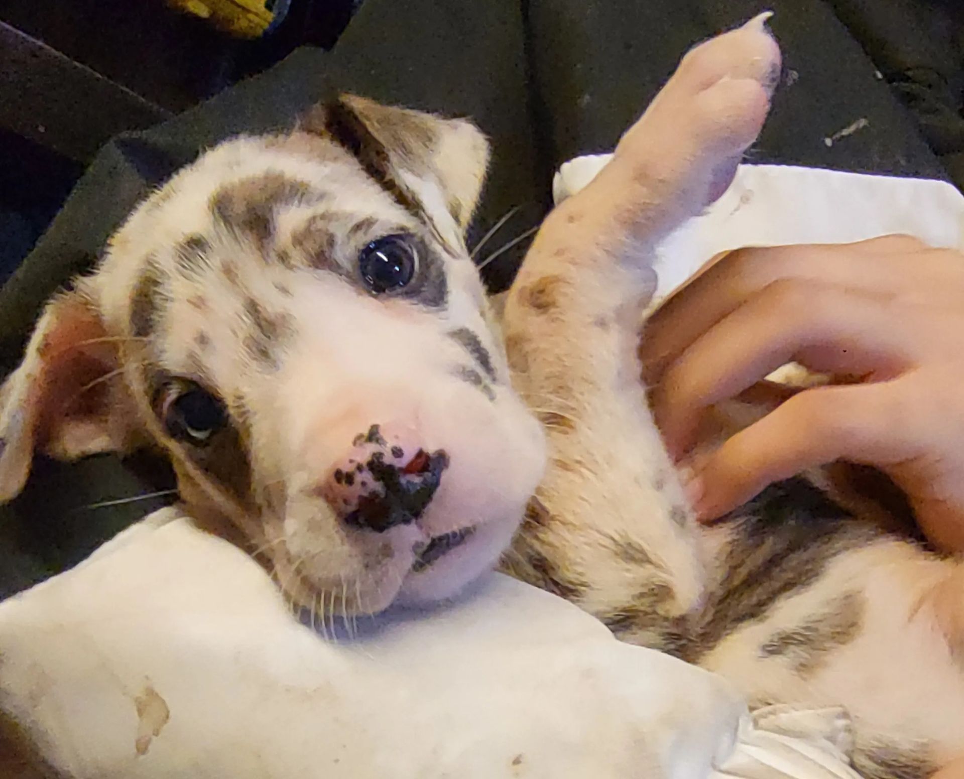 Spotted puppy лежing on a white blanket, with a hand petting its side and a black-speckled nose.
