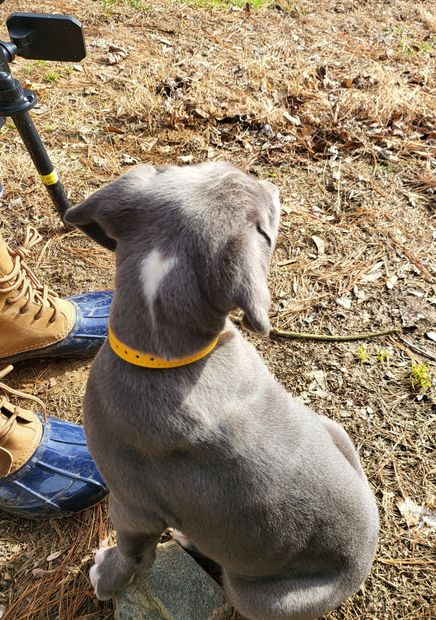Gray dog with yellow collar sitting beside a person’s blue shoe outdoors