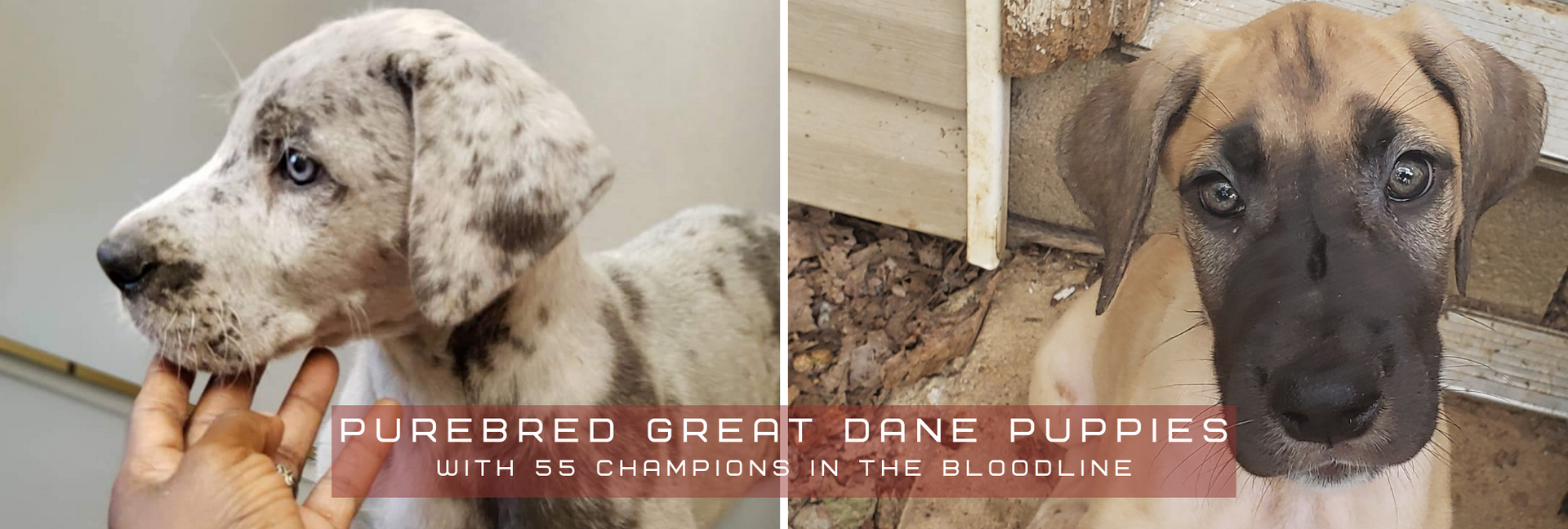 Two spotted Great Dane puppies, one white and one tan, lying indoors side by side